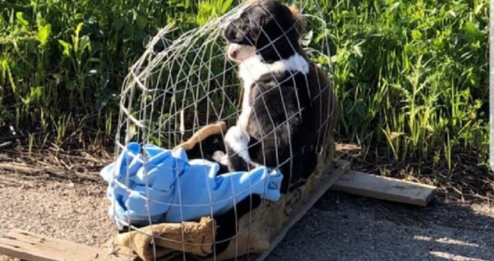 cuccioli abbandonati