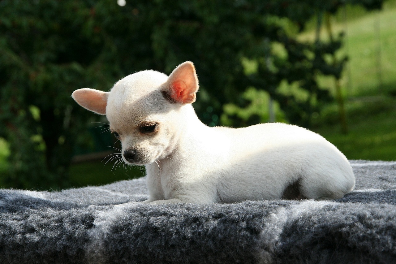 Lolina, chihuahua malata di cuore, l’appello disperato della proprietaria: “Le restano pochi mesi di vita, aiutatemi a salvarla”
