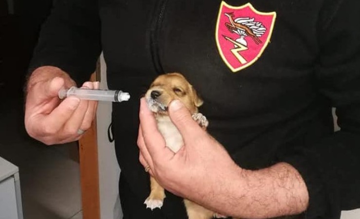 Cani salvati dai Carabinieri