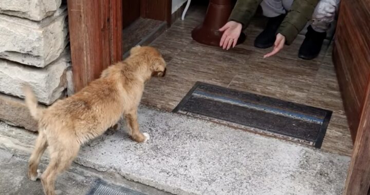 Cucciolo abbandonato decide di seguire due sconosciuti, dopo che si sono fermati per fargli una carezza: ecco cosa è accaduto quando ha raggiunto la loro casa