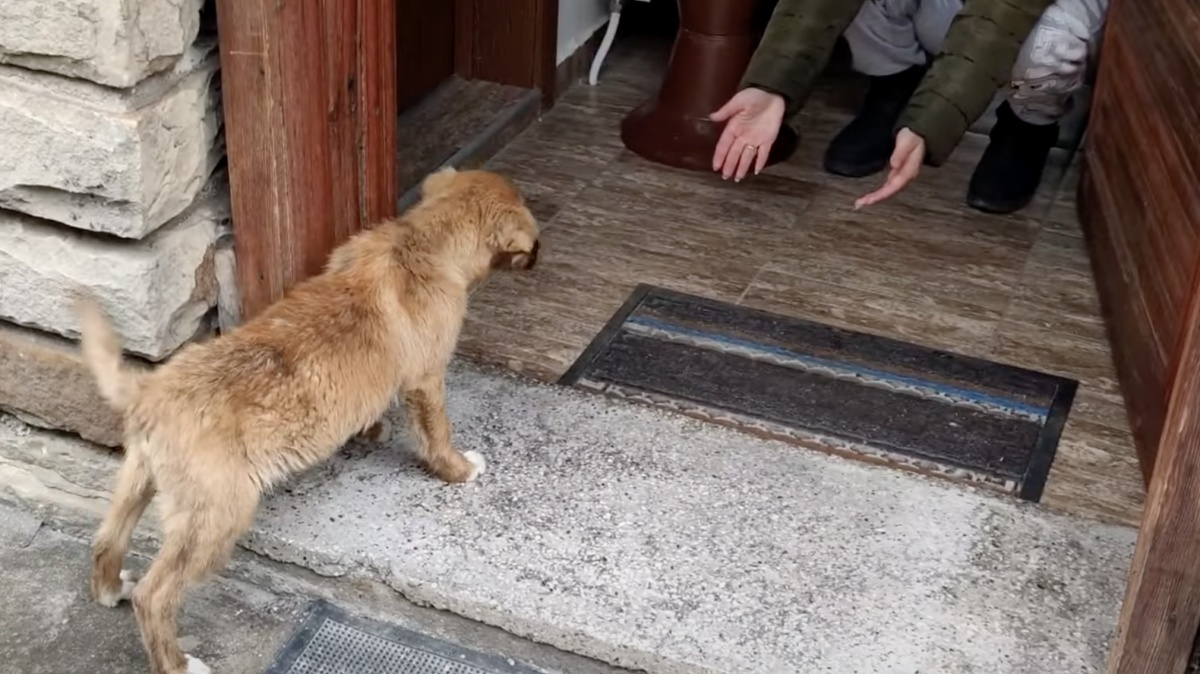 Cucciolo abbandonato decide di seguire due sconosciuti, dopo che si sono fermati per fargli una carezza: ecco cosa è accaduto quando ha raggiunto la loro casa
