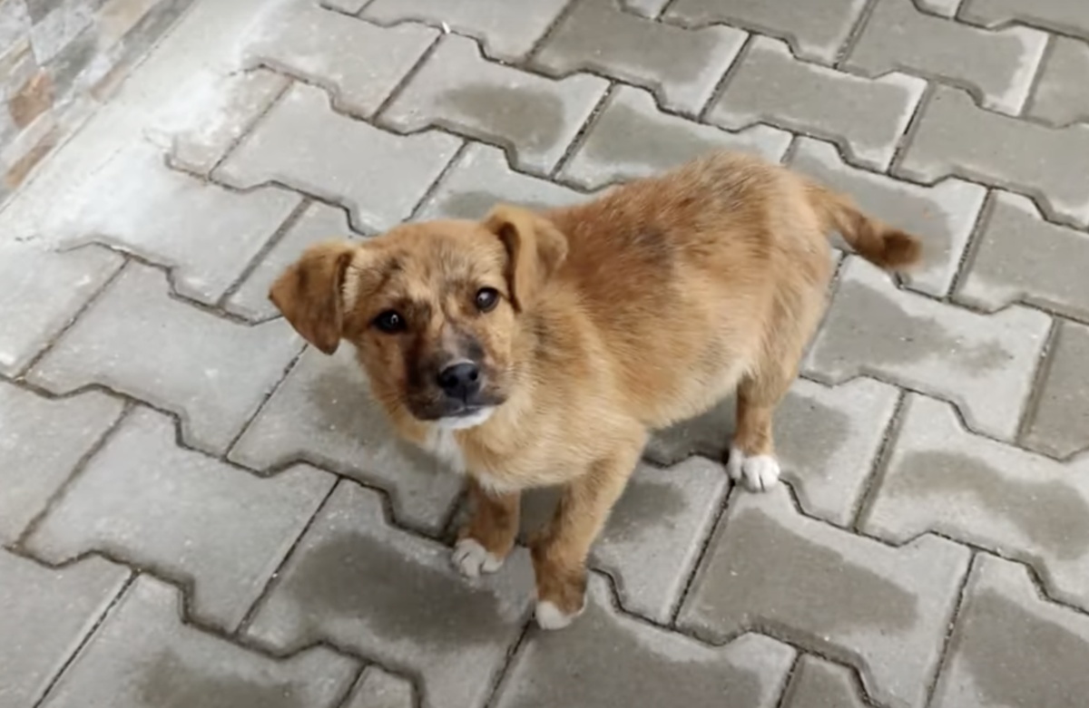 Il salvataggio di un cucciolo abbandonato