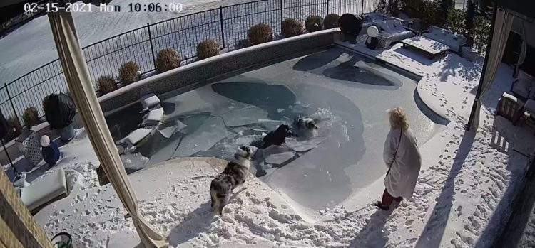 Cane cade nel ghiaccio