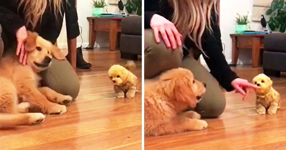 Il simpatico video del cucciolo di Golden Retriever