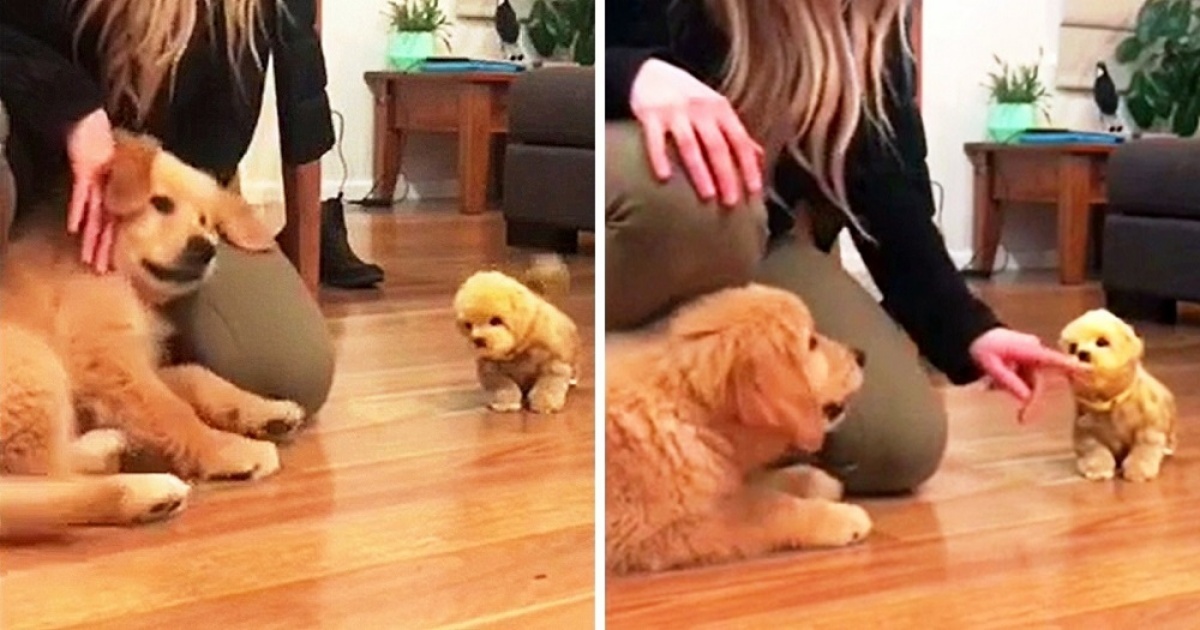 I suoi proprietari decidono di comprargli un cagnolino giocattolo, ma il cane non apprezza affatto il gesto. Guardate cosa fa non appena lo vede