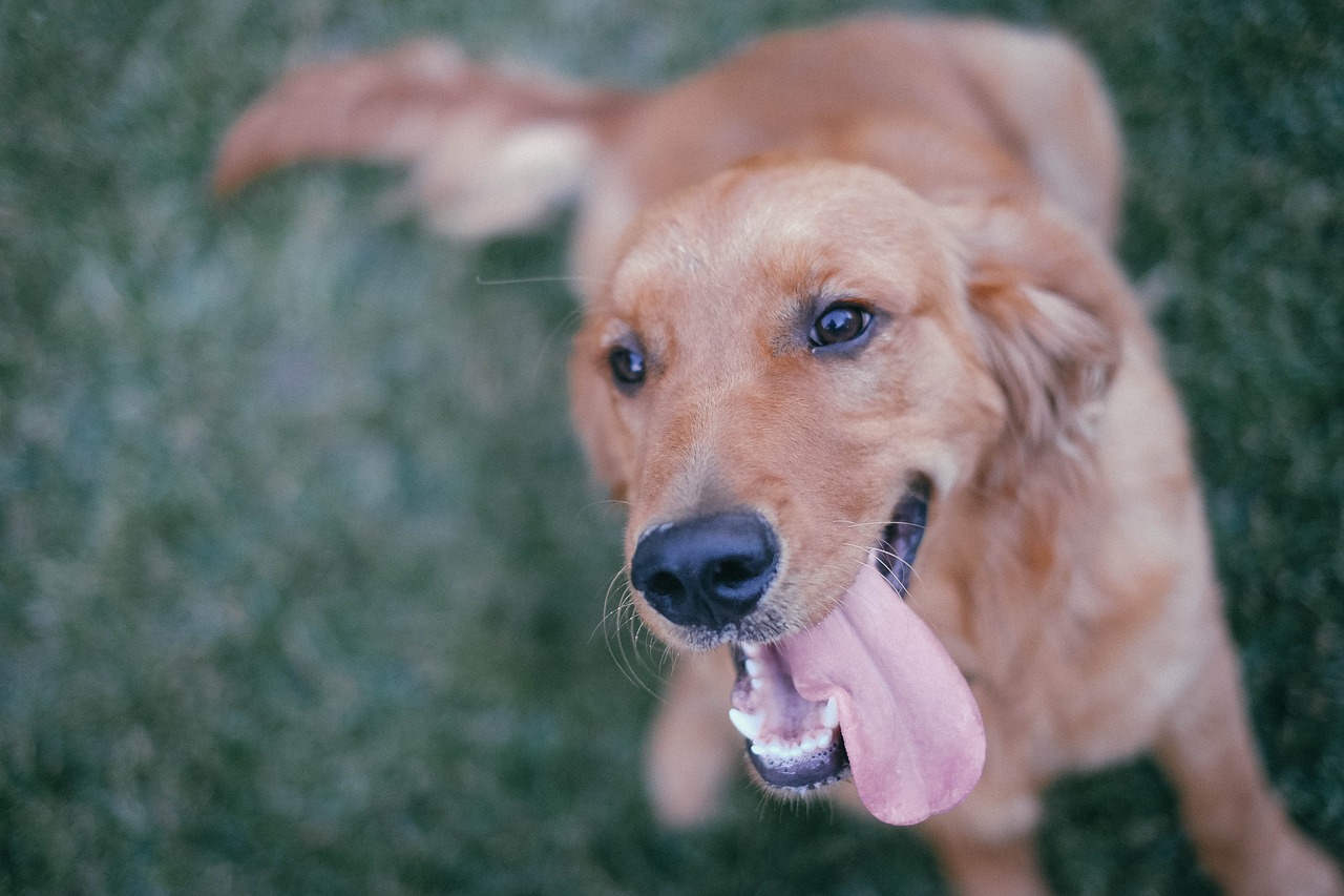 Cucciolo di Golden Retriever bagnato