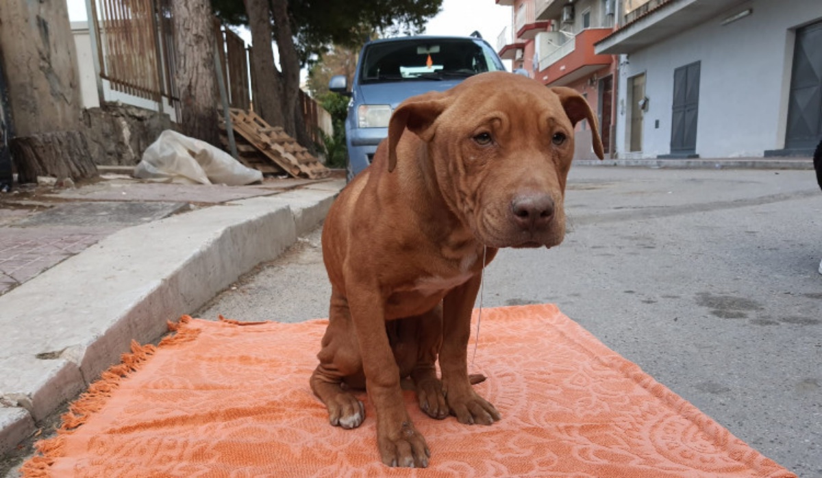 Tre minori cercano di impiccare un cucciolo di pitbull