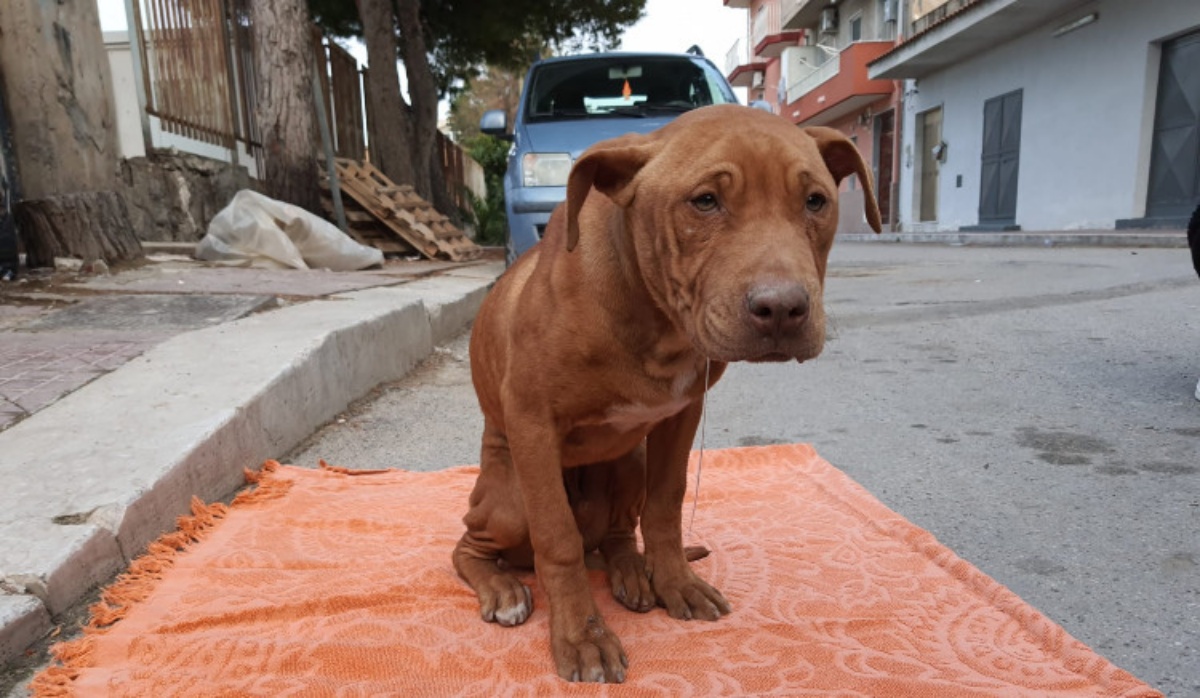 Tre minori cercano di impiccare un cucciolo di pitbull 