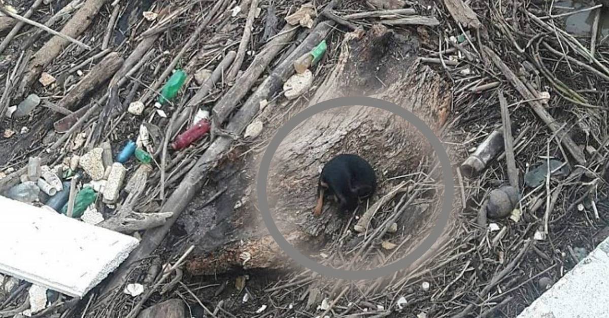 Cucciolo gettato in mezzo ai rifiuti sulla riva del fiume, tremava e aspettava rassegnato la sua fine