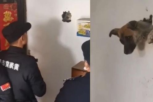Cane intrappolato nel muro
