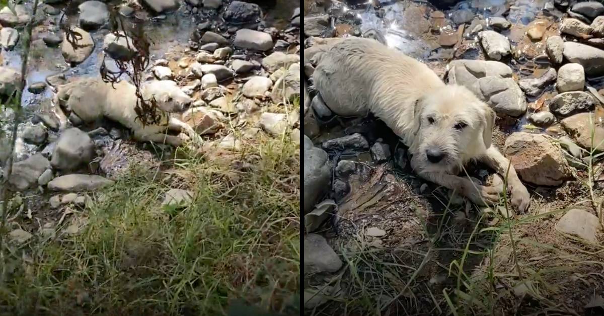 Cucciolo paralizzato lasciato morire nel letto del fiume. Una donna si accorge di lui e tutto cambia