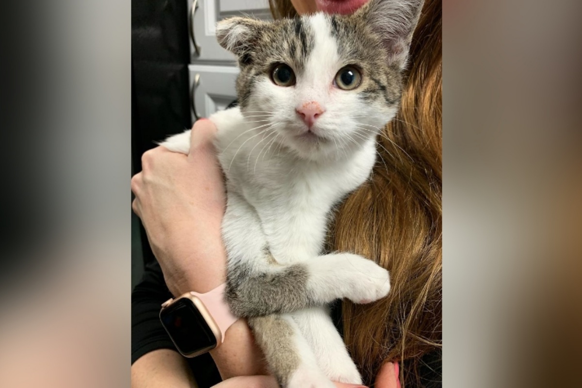 Donna salva dei gattini abbandonati, ma poco dopo scopre che uno di loro è affetto da una rara condizione