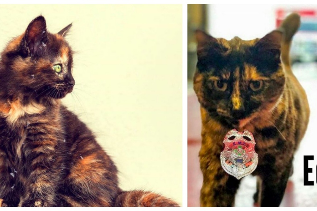 Edna, la gattina costretta ad andare via dalla stazione dei vigili del fuoco che avevano deciso di adottarla