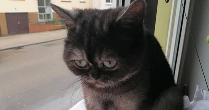 gattina