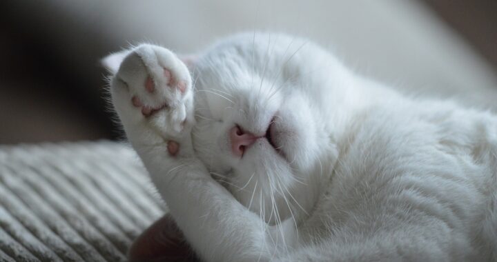 Gatto Birmano sepolto in casa
