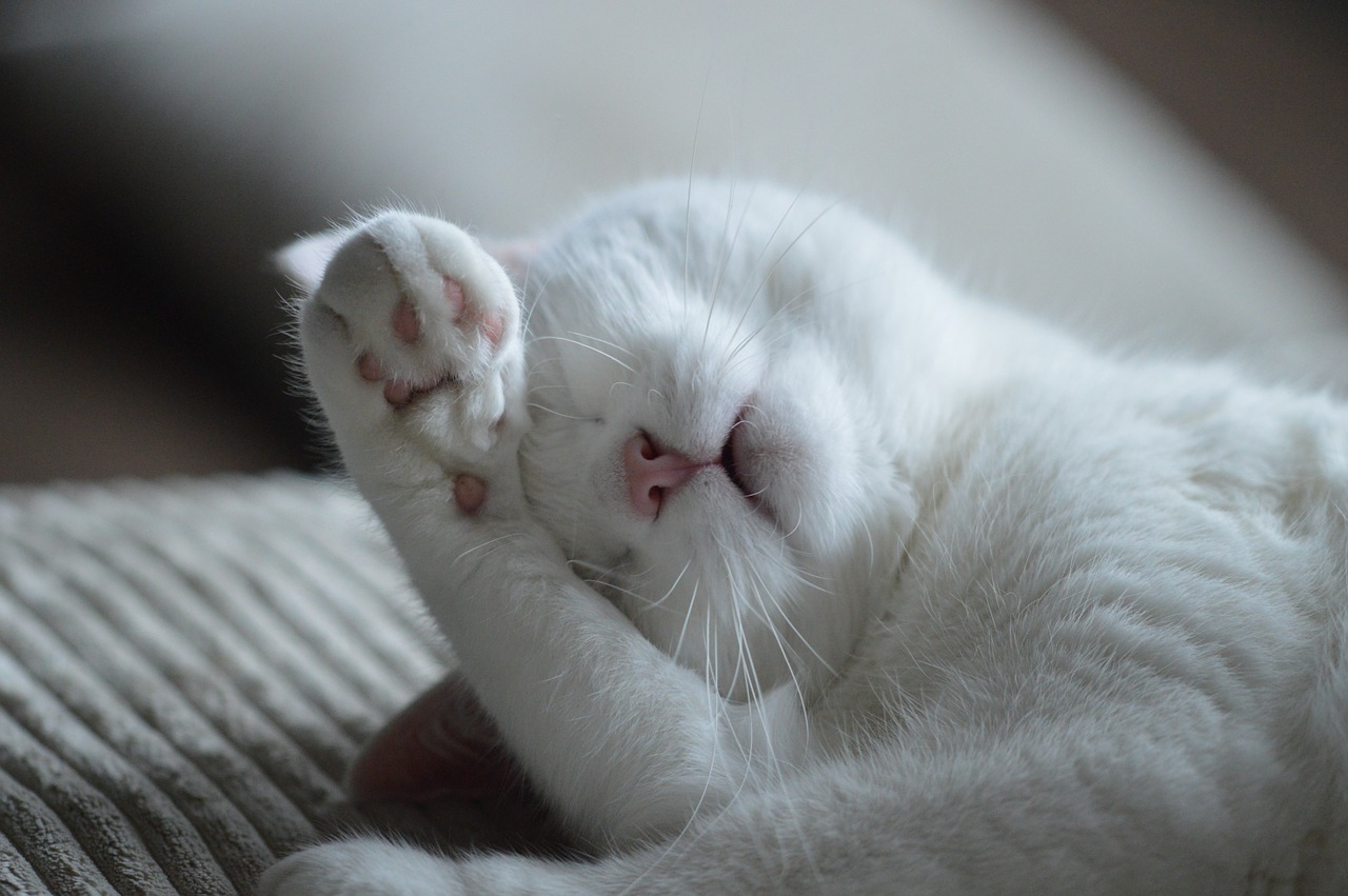 Gatto Birmano sepolto in casa