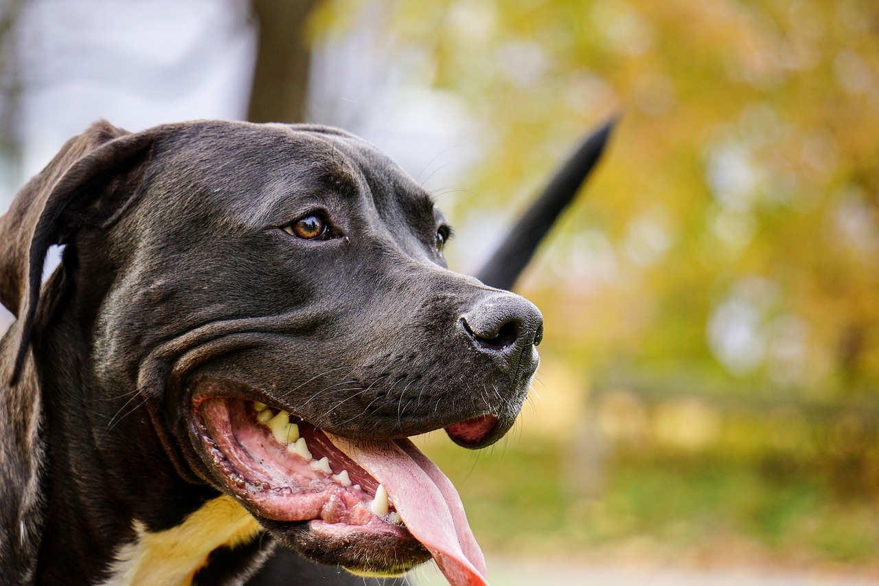 Gatto ruba il letto al pit bull