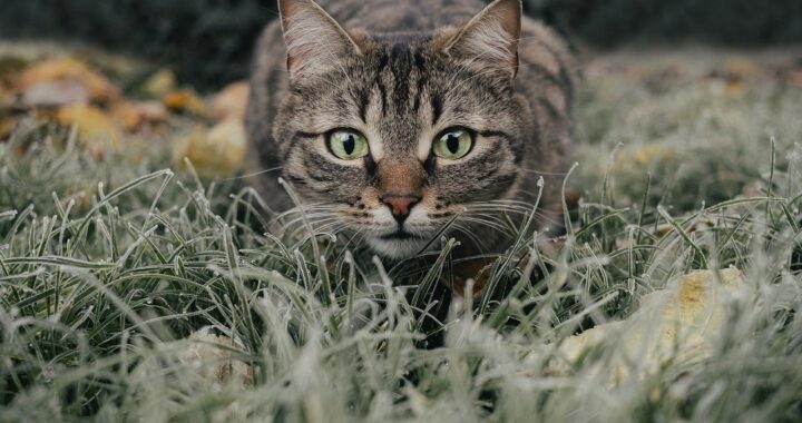 Gatto scomparso 15 anni fa