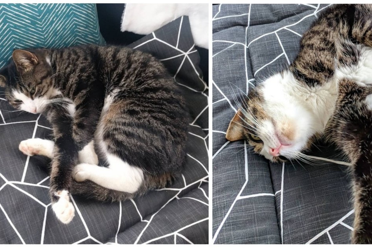 Coppia acquista una casa, ma decidono di tenere anche la gattina dei signori