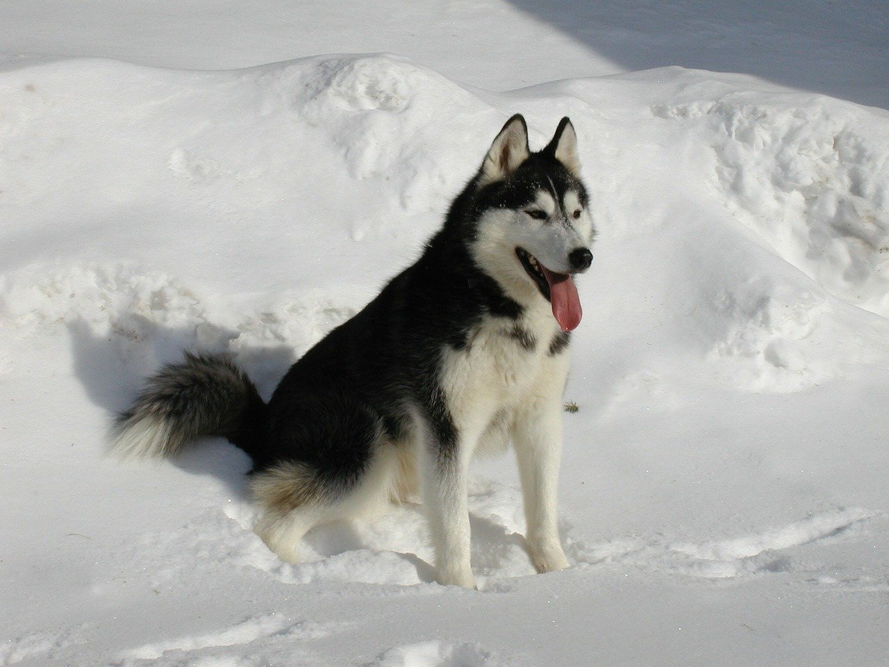 Husky ama la neve