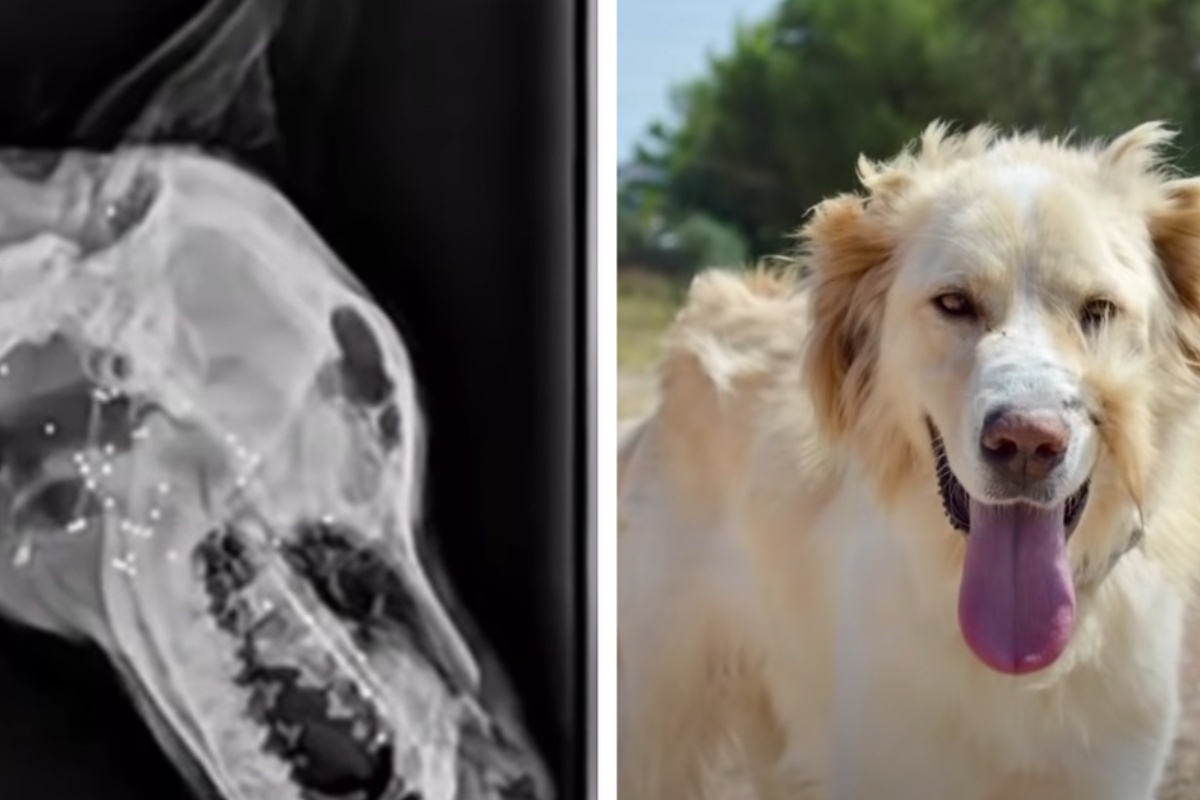 Volontari intervengono per salvare un cane e poco dopo scoprono tutto ciò che aveva fatto il suo amico umano