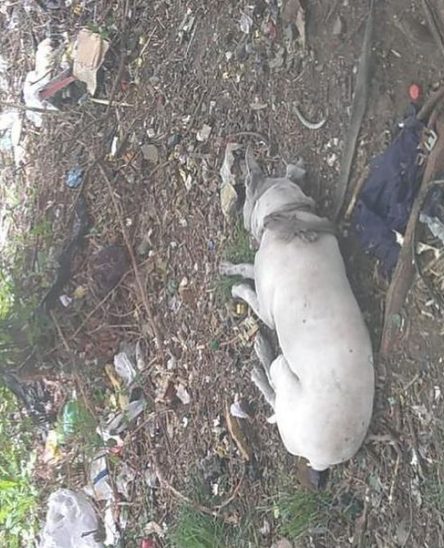 Dogo argentino abbandonato