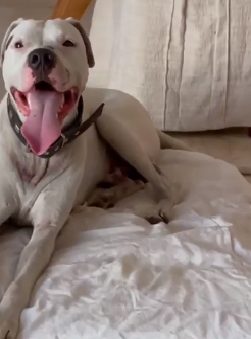 Il dogo argentino Ramon