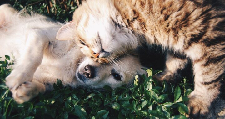 gatto Merlino e cane Anacleto