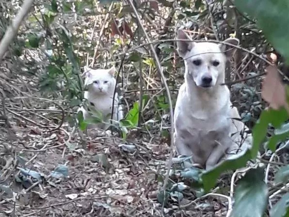 Animali abbandonati in strada