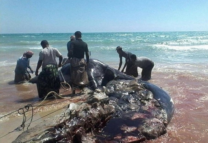 Animale ritrovato in mare