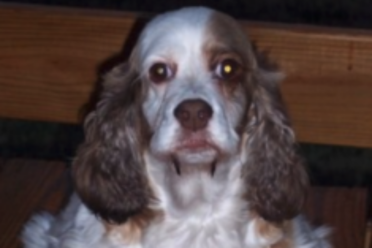 La triste storia di Katie, la cagnolina che stava per perdere la vita a causa di sua madre