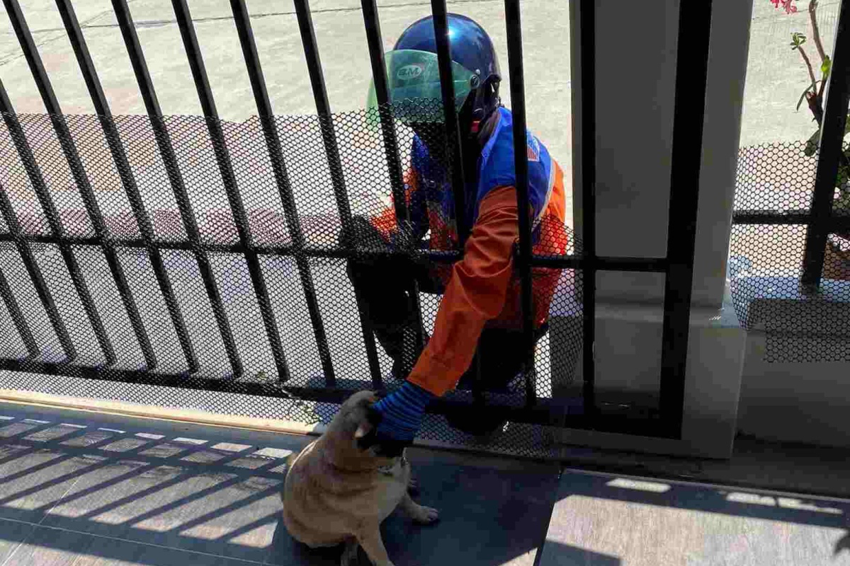 La reazione del piccolo Keijeaw, quando vede arrivare il corriere
