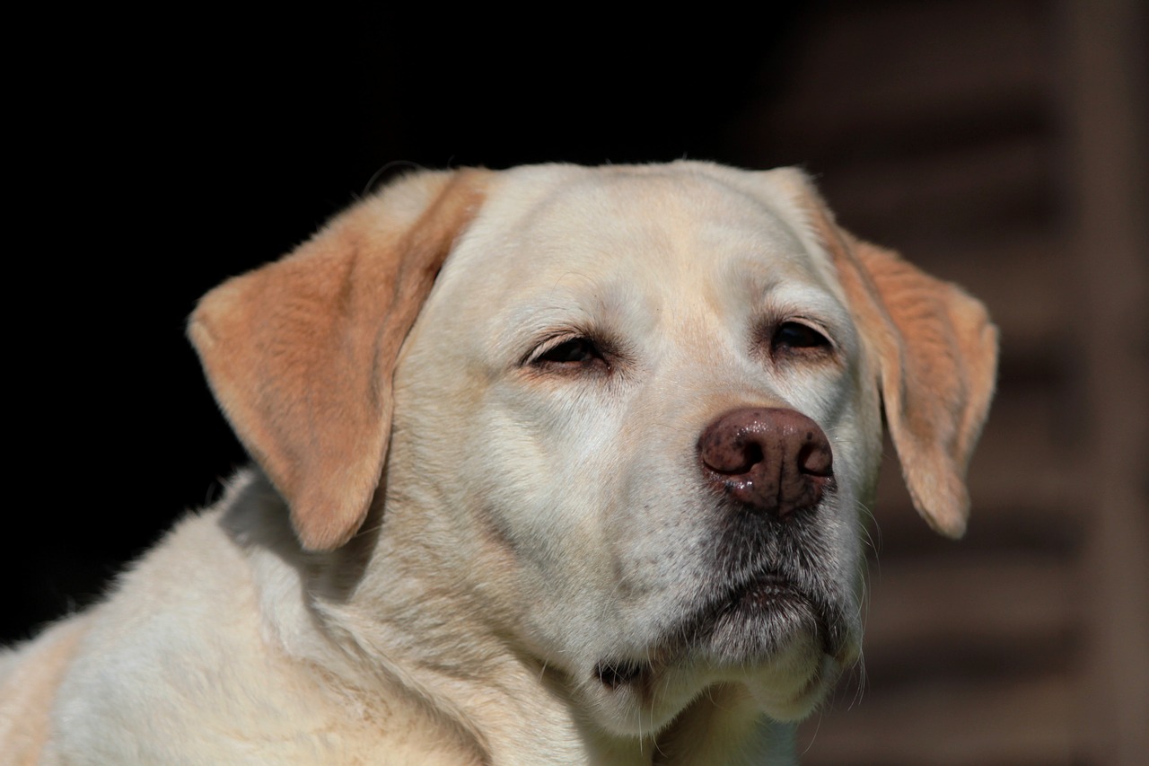 Labrador finge di svenire