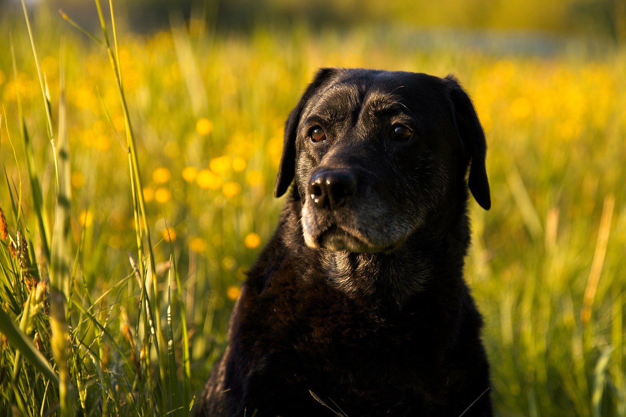 Il cane era da solo sul bordo del burrone e stava fissando un punto ben preciso e si è reso conto che c’era qualcosa che non andava