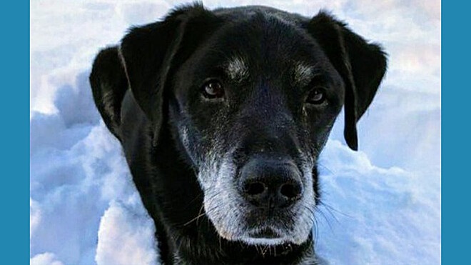 Labrador nero di nome Hugo