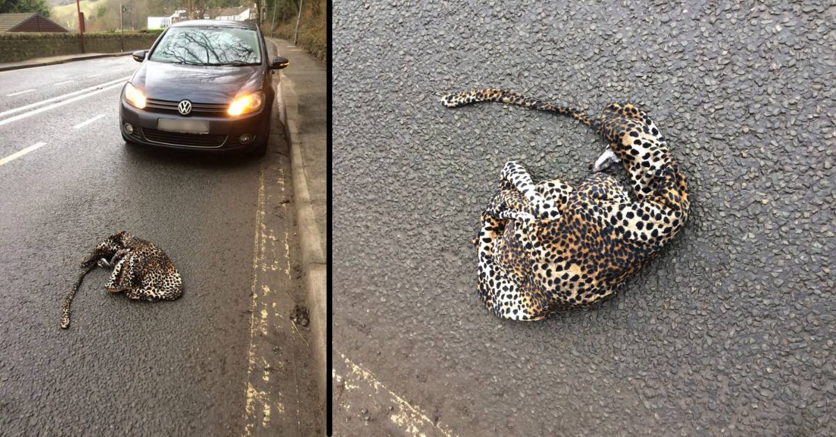 Trova un leopardo ferito in strada e ferma la macchina per aiutarlo ma avvicinandosi capisce di aver fatto un errore
