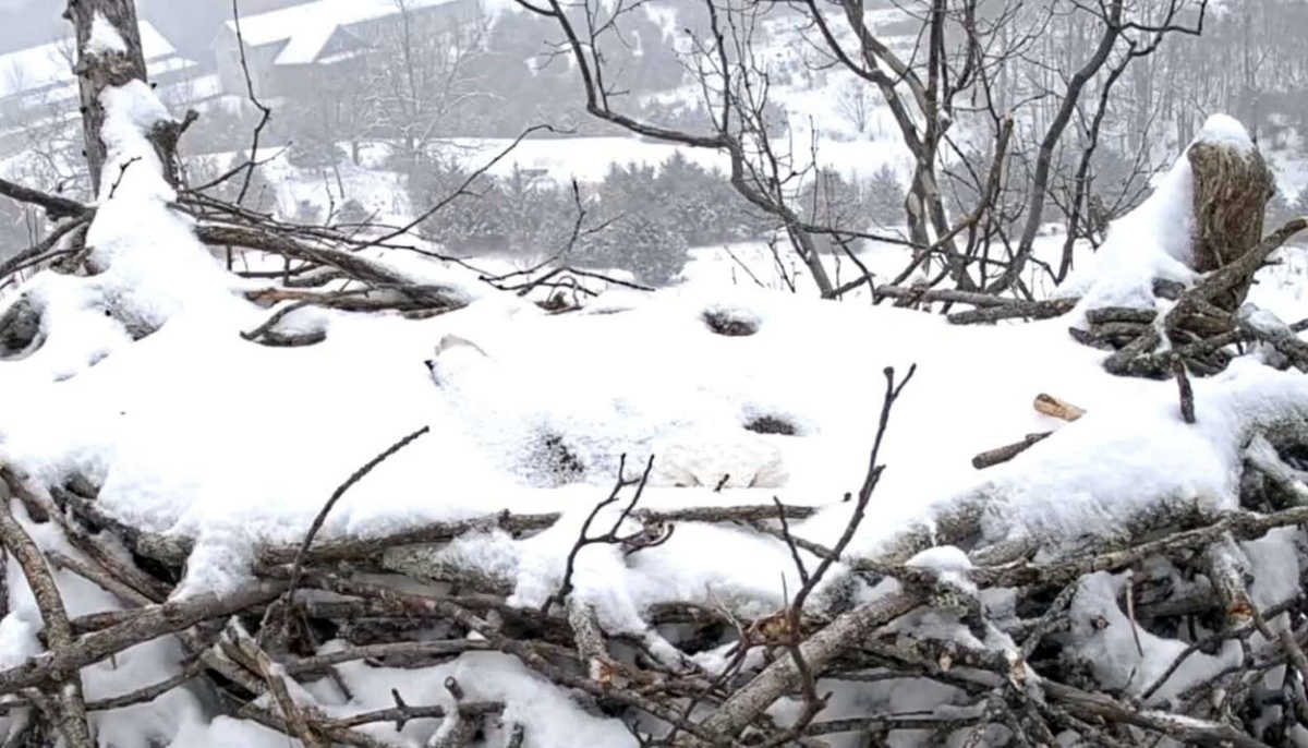 Nonostante fosse coperta di neve fino alla testa, continuava a proteggere i suoi piccoli: le foto