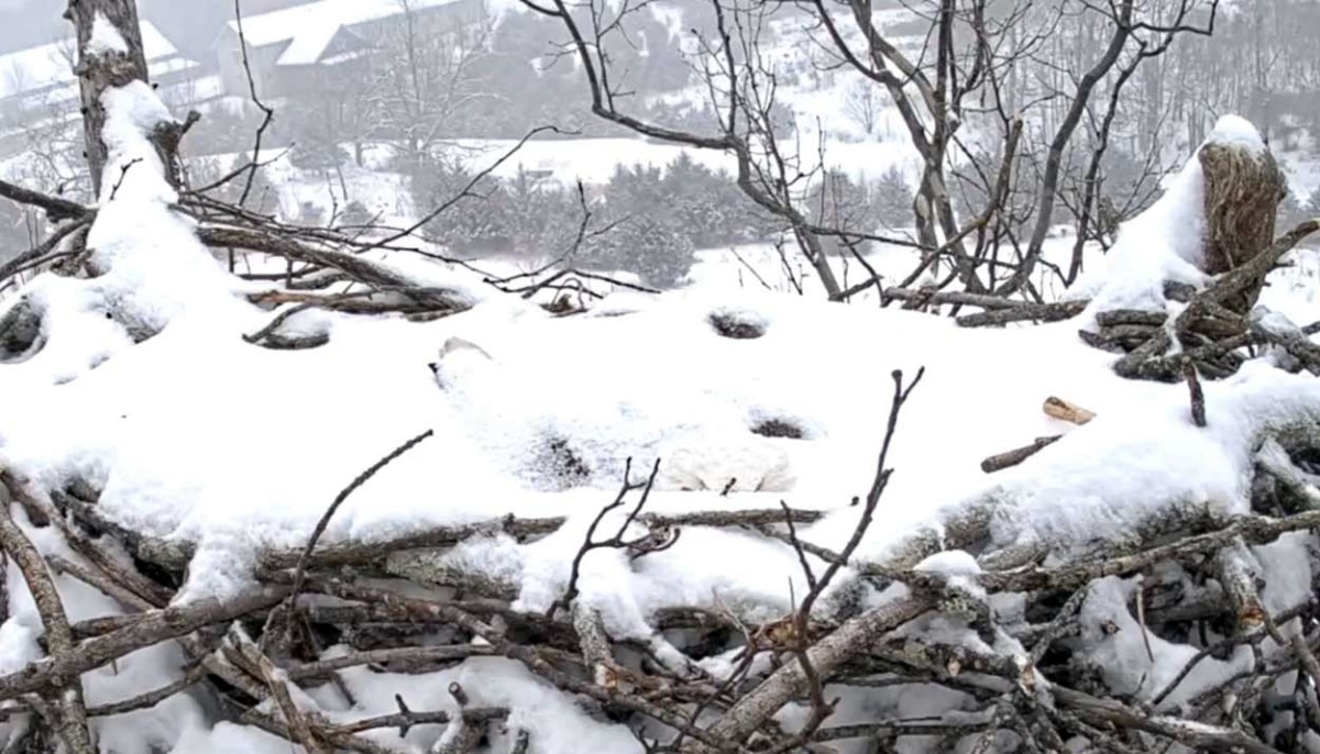 Mamma aquila protegge le sue uova anche con la neve 