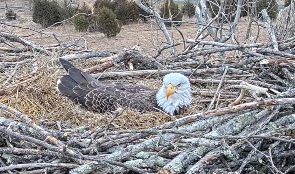 Mamma aquila protegge le sue uova anche con la neve