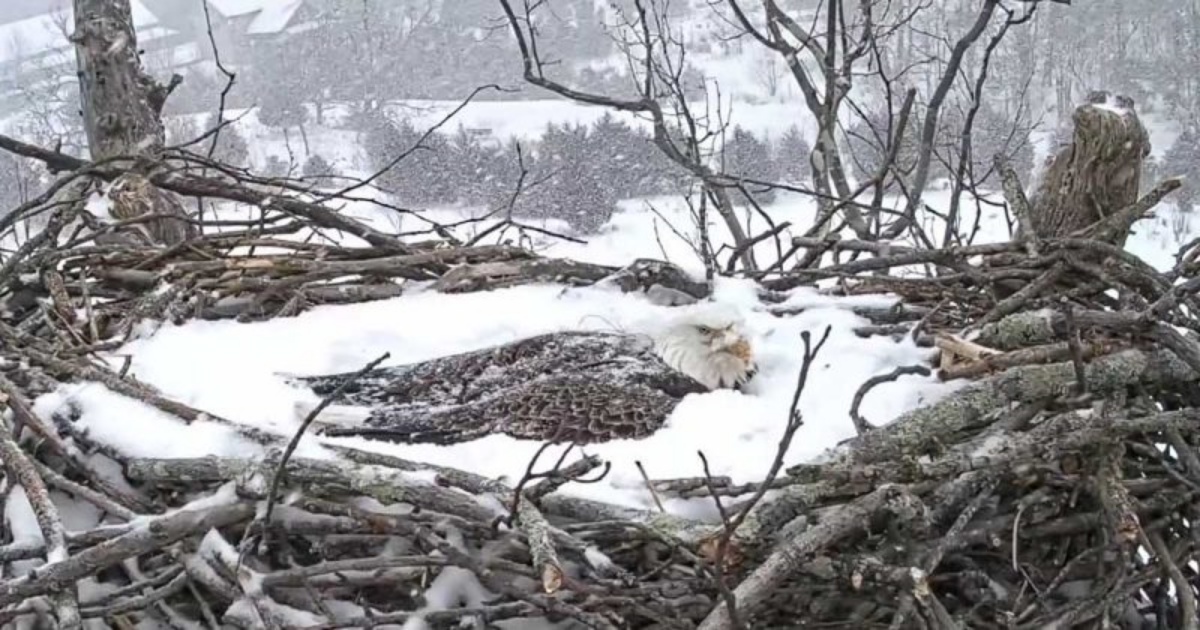 Mamma aquila protegge le sue uova anche con la neve