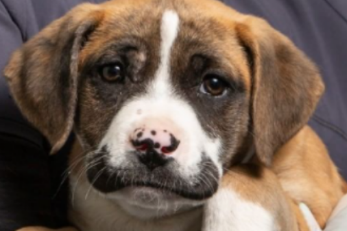 Vi ricordate di Mustachia, la cucciola con dei baffi insoliti? Ha trovato la casa perfetta per lei