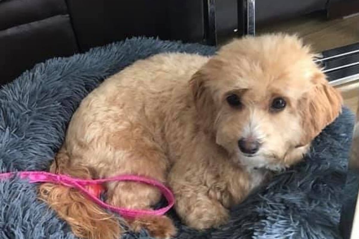 “Ho lasciato la mia cagnolina con la dog-sitter ed è accaduto il dramma che non avrei mai immaginato”