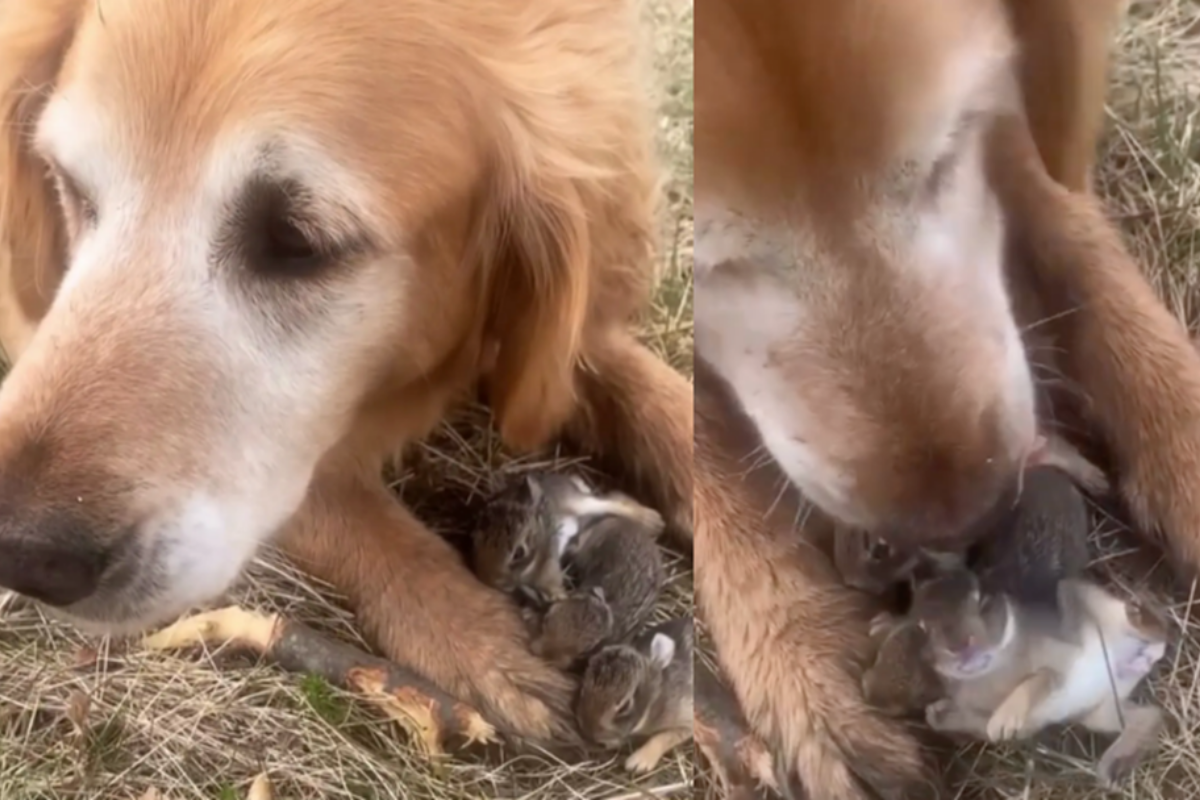 Durante una passeggiata con la sua amica umana, il piccolo Otis ha salvato la vita a 6 conigli in pericolo