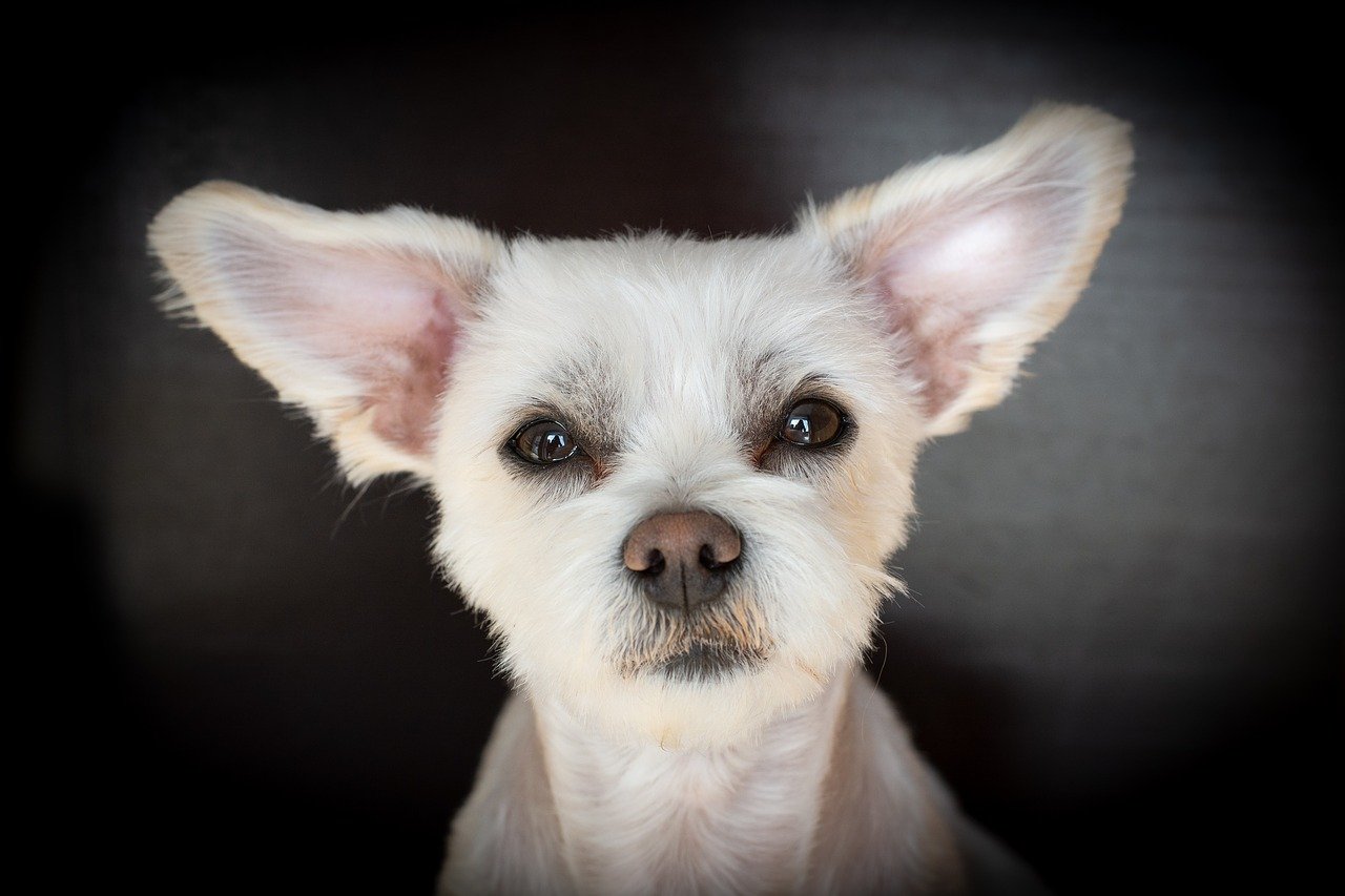 Per nutrire il cucciolo anziano vende gomme da masticare ma qualcuno gli ruba il cane