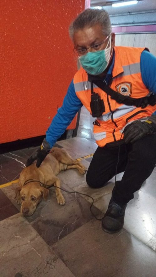 Il salvataggio del cane in metro