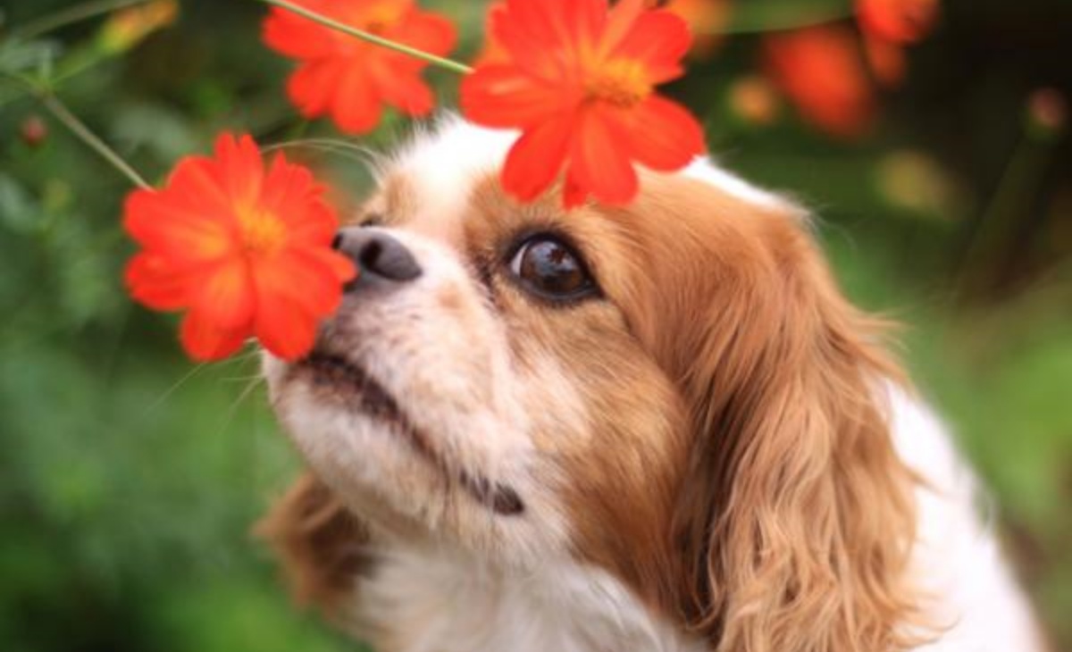 Piante d’appartamento pericolose e potenzialmente mortali per i cani! Fate attenzione!