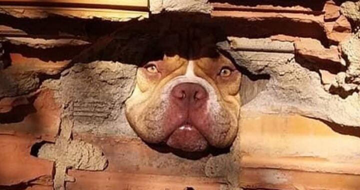 Il vicino "denuncia" il pitbull "pettegolo" che lo spia attraverso il muro mandando loro le prove. Le foto sono dolcissime