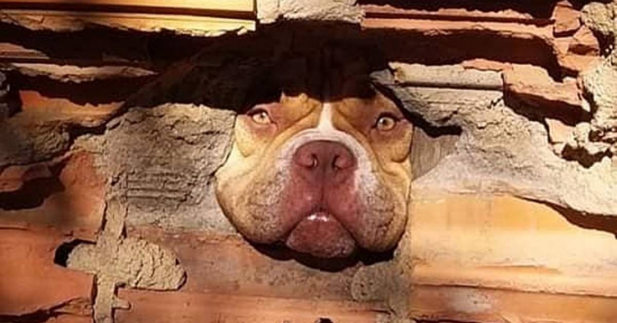 Il vicino “denuncia” il pitbull “pettegolo” che lo spia attraverso il muro mandando loro le prove. Le foto sono dolcissime