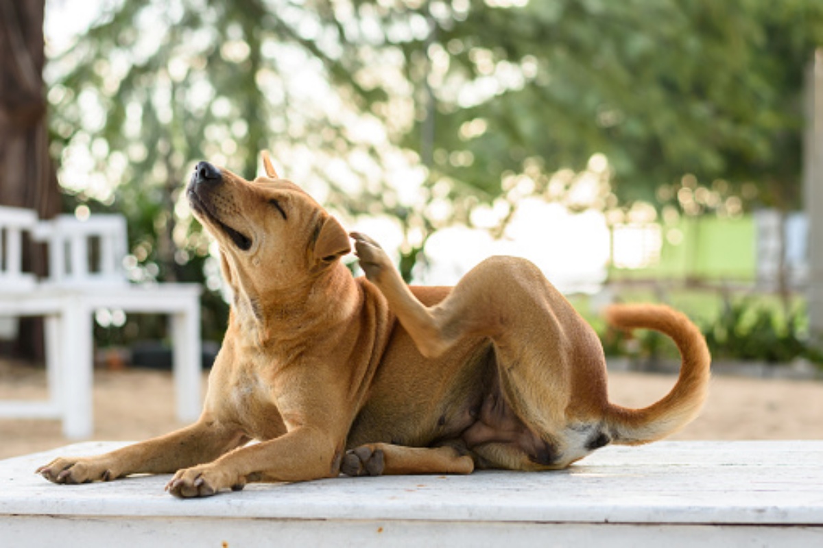 Il prurito nel cane