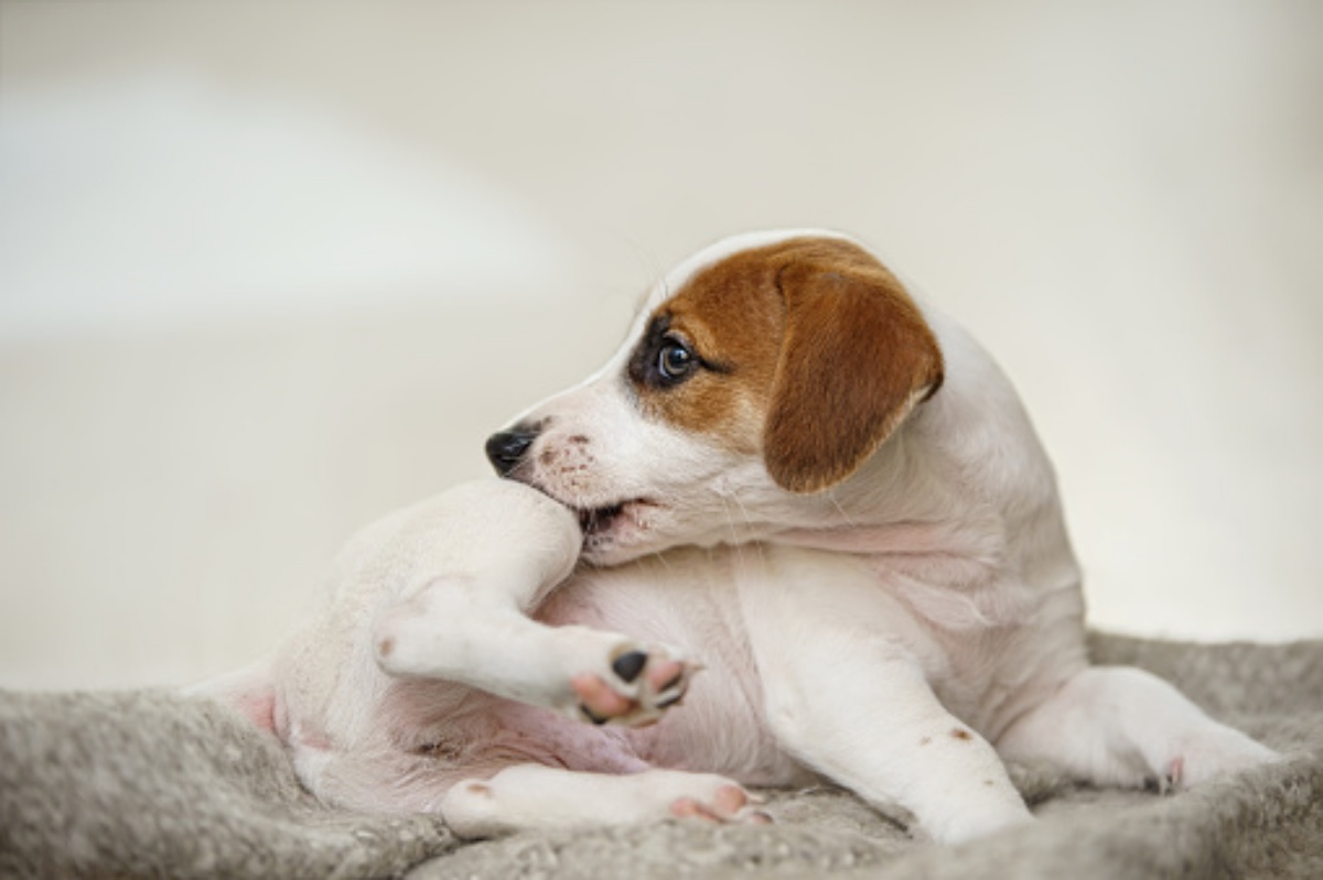 Il prurito nel cane